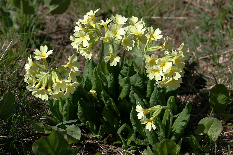 Primula veris